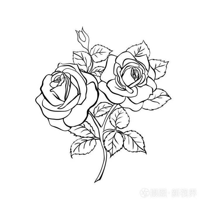 玫瑰草绘白色背景上