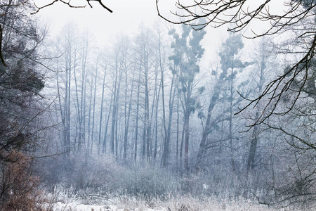 雾蒙蒙的冬季森林。雪覆盖的树木在蓝色的雾蒙蒙的阴霾