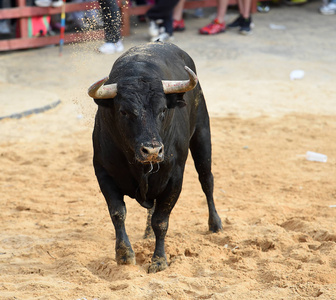 公牛在西班牙斗牛场