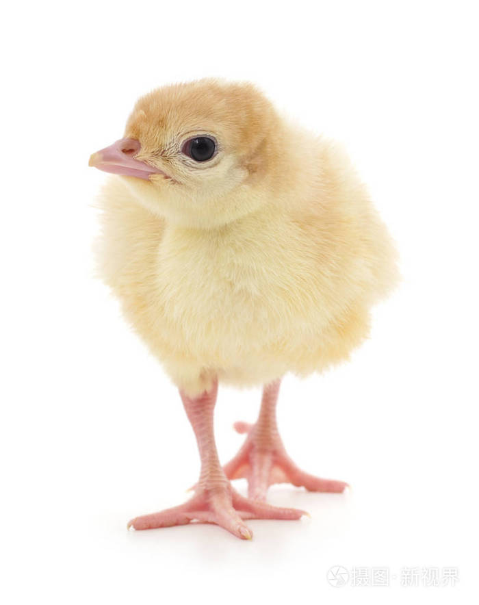 孤立的小鸡