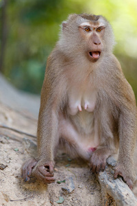 在泰国南部的猴子