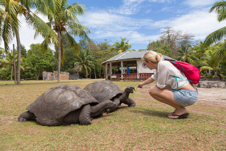 喂养亚达伯拉象龟在 Curieuse 岛上，塞舌尔的旅游