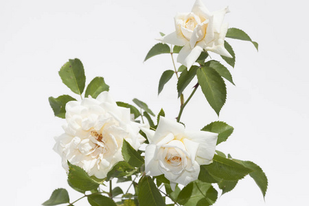 在白色背景上的蔷薇