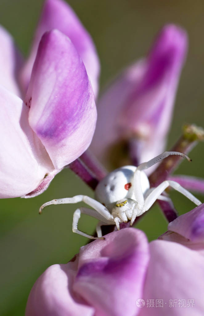 白蜘蛛潜伏在一个大的紫色花