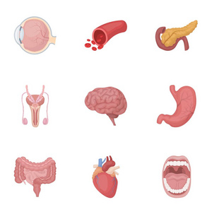 机关在卡通风格中设置图标。大集合的器官矢量符号股票图
