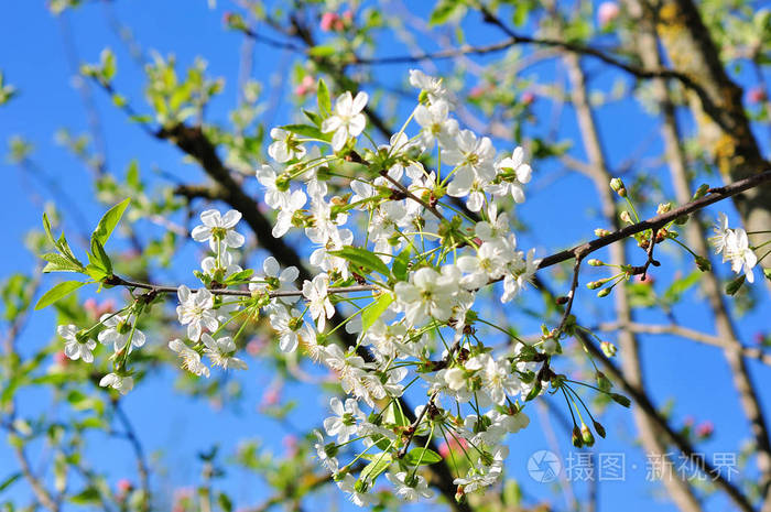 在春天的时候棵开花的树