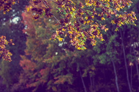 秋天棕色自然场面与黄色和棕色叶子