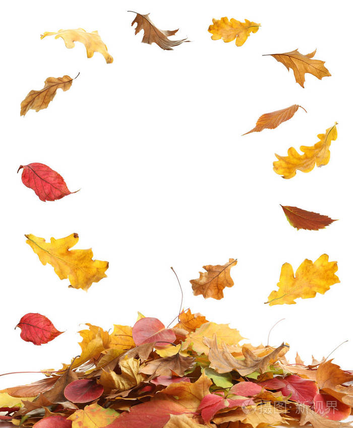 秋天的树叶落在白色背景下堆积如山.设计空间