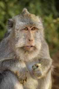 长尾猕猴猕猴猴, 普通猴从东南亚森林, 林地和花园, 巴厘岛, 印度尼西亚