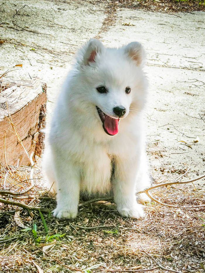 微笑的白色日本斯皮茨小狗乖乖坐在外面