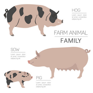 猪农的信息图表模板。猪 母猪 猪的家族。平德
