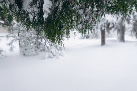 在森林里的第一场雪