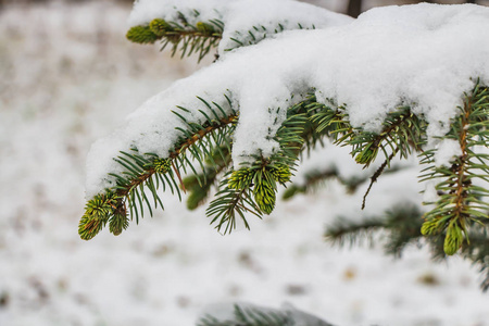 秋天的公园里有一片绿黄的雪草