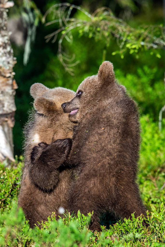 棕熊在夏季森林开玩笑地战斗, 科学名称: ursus arctos arctos.
