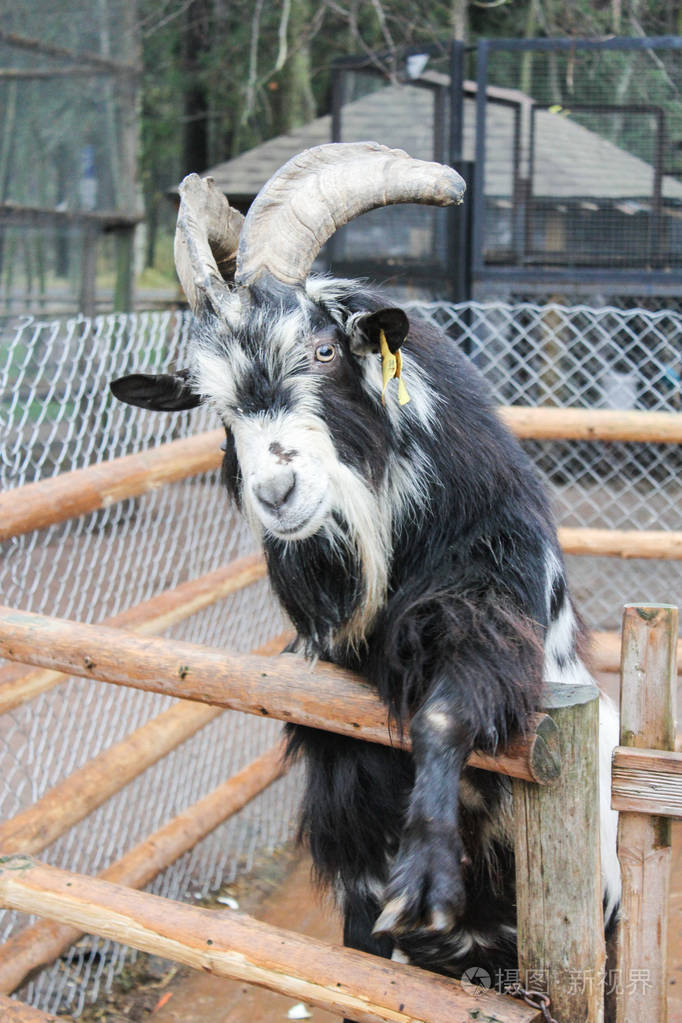 老山羊在栅栏上