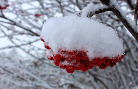 在刚刚落下的雪下的红罗万浆果