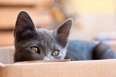 小猫蓝色与棕色眼睛在一个盒子里