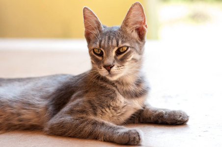 东方猫与大耳朵传统印第安人波西米亚头饰部落萨满帽子礼仪元素大耳朵