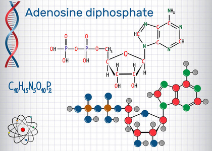 二磷酸腺苷 adp 分子是代谢中的重要有机化合物, 是活细胞中的能量转移。笼子里的纸