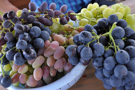 在一个小容器中收集不同品种的葡萄