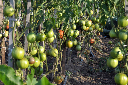 番茄生长在木柱上, 在开放的有机土壤与滴灌水