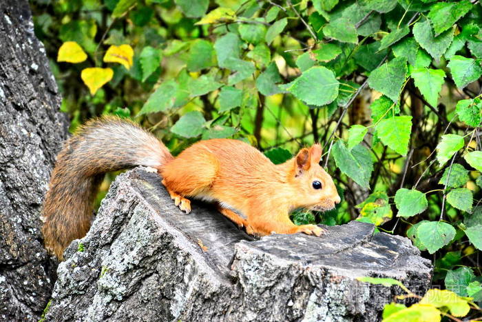 灰色尾巴红色松鼠坐在树桩上