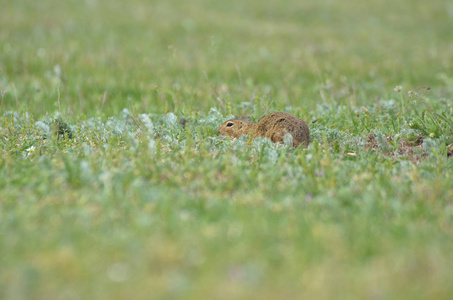 躲在草地上的滑稽地鼠图片