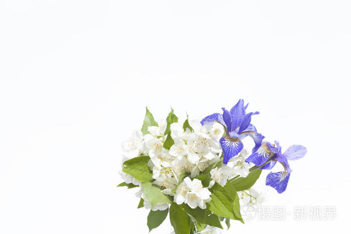花束茉莉花和蝴蝶花白色背景上照片 正版商用图片0tdf5e 摄图新视界