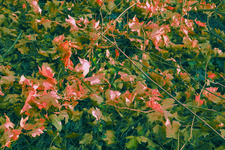 花园中的秋天风景。秋天的颜色和干燥的叶子的疯狂