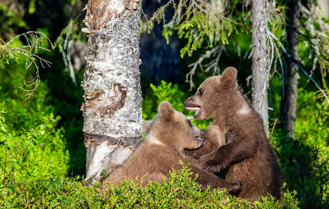 棕熊在夏季森林开玩笑地战斗, 科学名称 ursus arctos arctos。自然栖息地