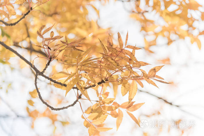 令人惊叹的特写中国开心叶纹理。五颜六色的黄色, 橙色秋天的叶子在达拉斯, 得克萨斯州, 美国
