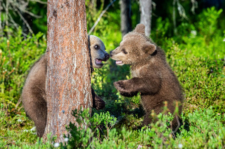 棕熊在夏季森林开玩笑地战斗, 科学名称 ursus arctos arctos。自然栖息地