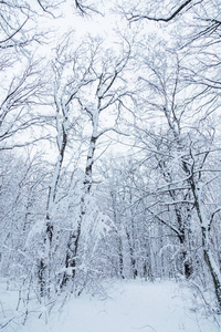 冬天森林和路在森林在雪