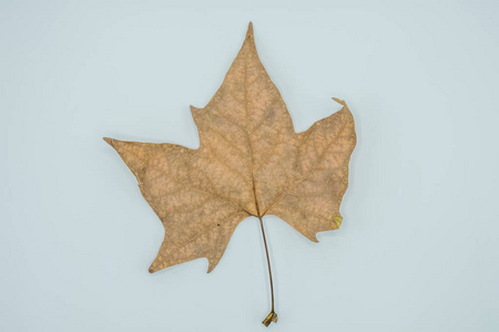 美丽的秋季壁纸背景纹理的干燥叶子查出的白色