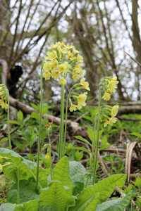 花冠林地上的花, 以树木为背景。一种全国稀缺的植物, 在英国, 但经常发现在树林中的东安格利亚