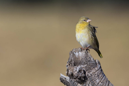 南部布朗颔韦弗一只雌性织工鸟栖息在棕色木木木木木上的特写镜头照片