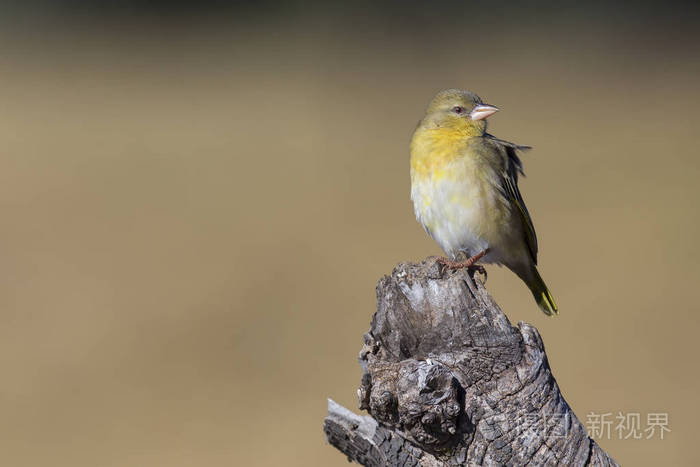 一只雌性织工鸟栖息在棕色木木木木木上的特写镜头