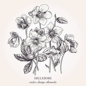 矢量花卉设计元素.植物学的插图.复古风格.黑色和白色照片