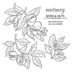 肉豆蔻螺母图片-肉豆蔻螺母素材-肉豆蔻螺母插画-摄图新视界