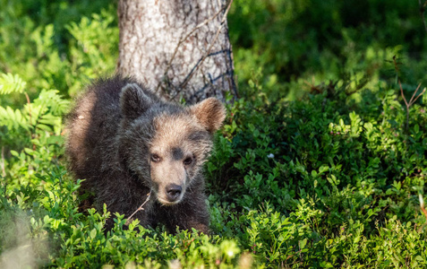 棕熊幼崽在夏天绿色森林玩, 科学名称 ursus arctos arctos。自然栖息地