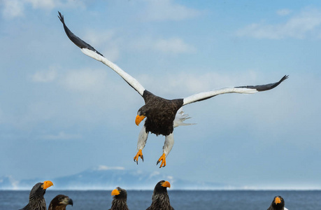 成人史泰勒的海鹰在飞行。科学名称 haliaeetus pelagicus。蓝色天空和海洋背景