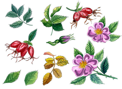 狗玫瑰埃格拉汀玫瑰, 玫瑰臀部分枝与浆果和叶子查出在白色背景。水彩手绘插图
