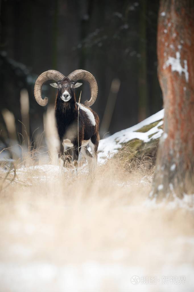 大欧洲盘羊在森林里