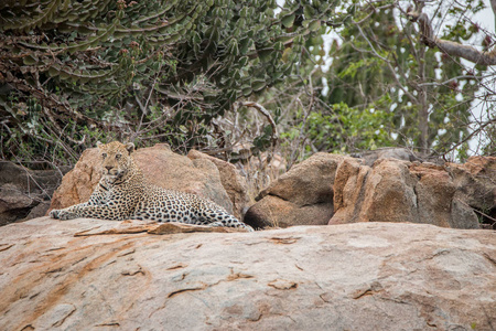 豹放松在岩石上