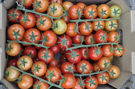 樱桃番茄在一个纸板箱。素食主义者，素食主义者的概念。在日光下拍摄
