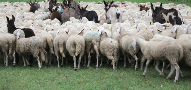 羊群中有许多绵羊和驴子
