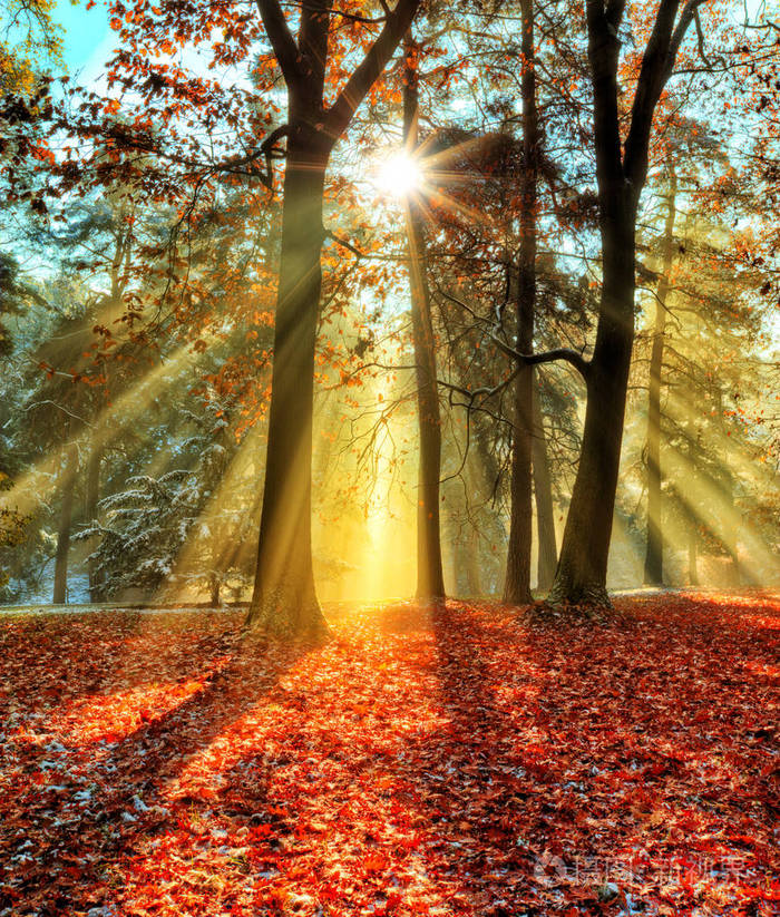 早上在晚秋天的树林中的曙光