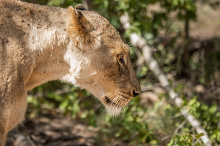 狮子咆哮的侧面视图图片