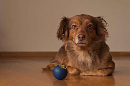 棕色的狗，和蓝色的球玩的肖像