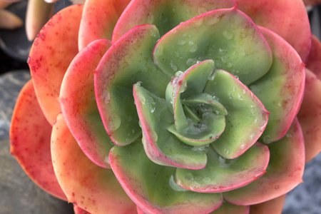 美丽的 echeveria 蓝天多汁仙人掌植物的顶视图, 覆盖着水滴和晨露